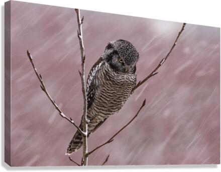 Northern Hawk Owl Canvas Print