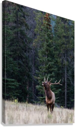 Bull Elk Canvas Print
