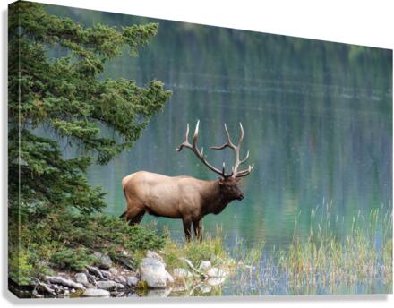 Bull Elk Canvas Print
