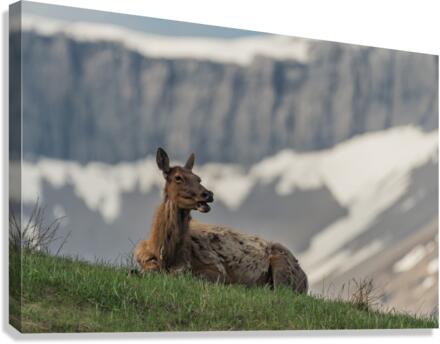 Cow Elk Canvas Print