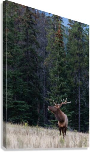 Bull Elk Canvas Print