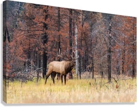 Bull Elk Canvas Print