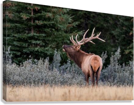 Bull Elk Canvas Print