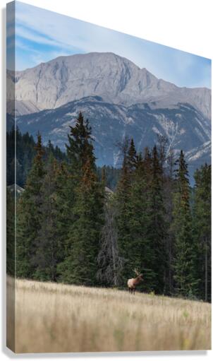 Bull Elk Canvas Print
