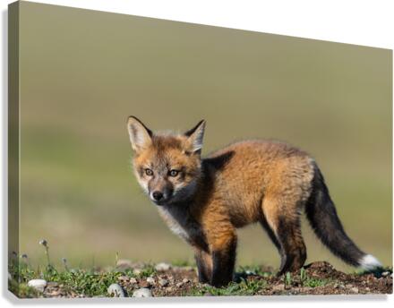 Red Fox Kit Canvas Print