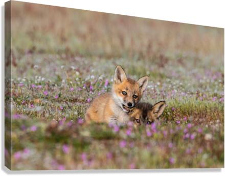 Red Fox Kits Canvas Print