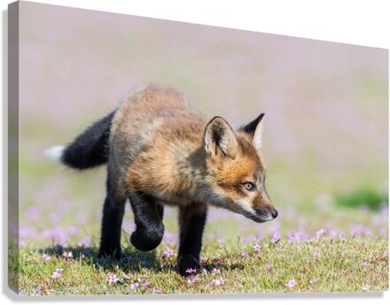 Red Fox Kit Canvas Print