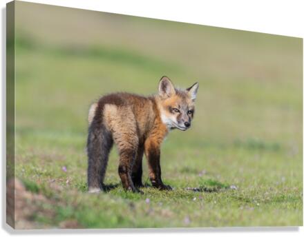 Red Fox Kit Canvas Print