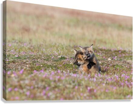Red Fox Kits Canvas Print
