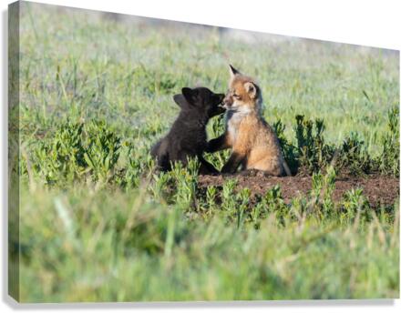 Red Fox Kits Canvas Print