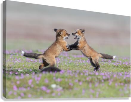 Red Fox Kits Canvas Print