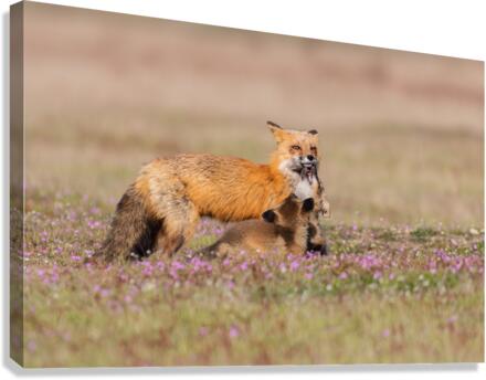 Red Fox with Kits Canvas Print