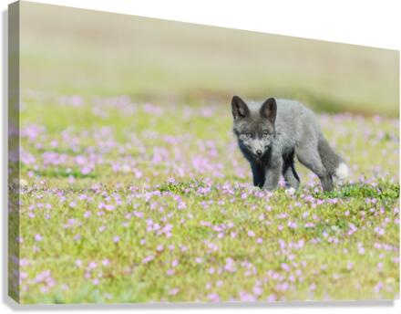 Red Fox Kit Canvas Print
