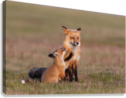 Red Fox with Kit Canvas Print