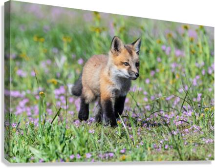 Red Fox Kit Canvas Print