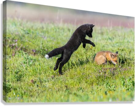 Red Fox Kits Canvas Print