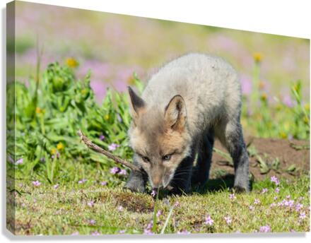 Red Fox Kit Canvas Print