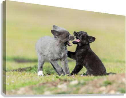 Red Fox Kits Canvas Print