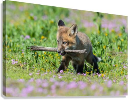 Red Fox Kit Canvas Print