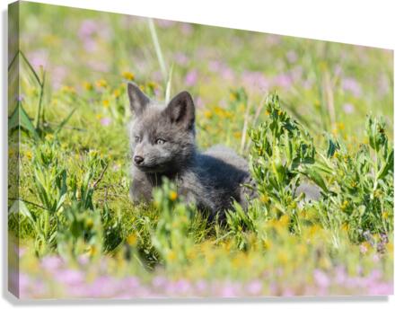 Red Fox Kit Canvas Print