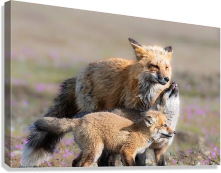 Red Fox with Kits Canvas Print