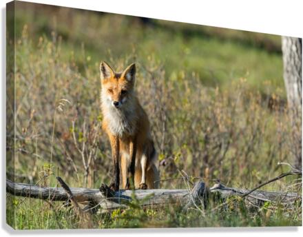 Red Fox Canvas Print