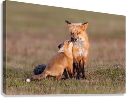 Red Fox with Kit Canvas Print