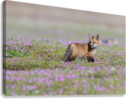 Red Fox Kit Canvas Print