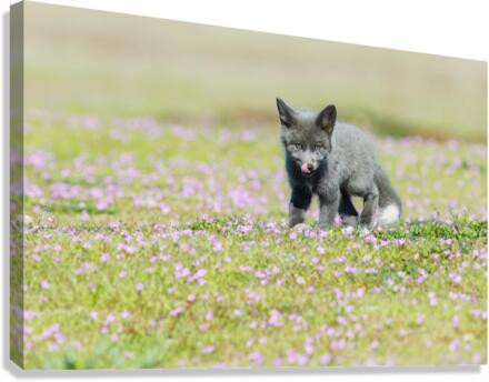 Red Fox Kit Canvas Print
