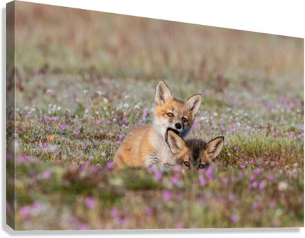 Red Fox Kits Canvas Print