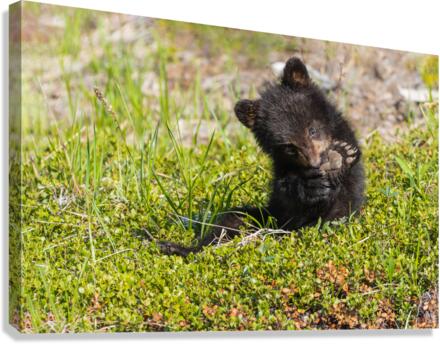 Black Bear Cub Canvas Print