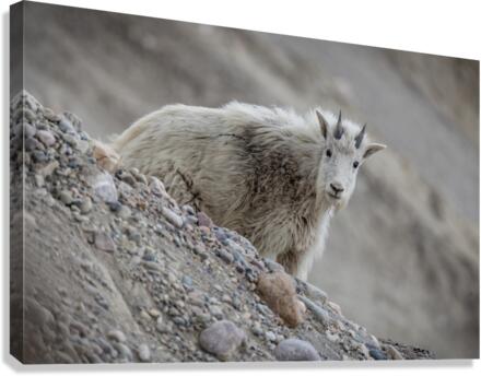 Mountain Goat Kid Canvas Print