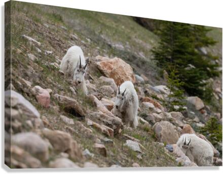 Mountain Goats Canvas Print