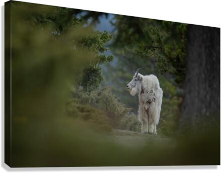 Mountain Goat Canvas Print