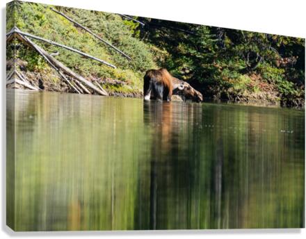Cow Moose Canvas Print