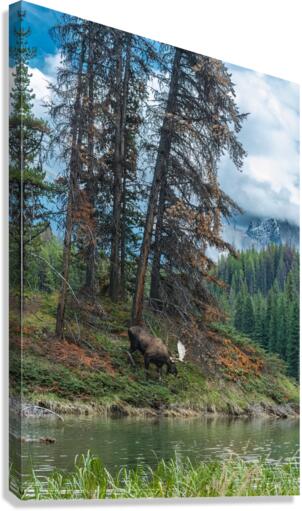 Bull Moose Canvas Print