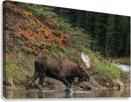 Bull Moose Canvas Print