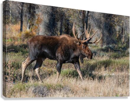 Bull Moose Canvas Print
