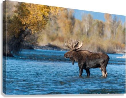 Bull Moose Canvas Print