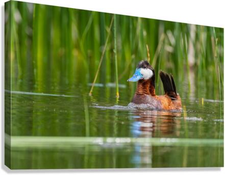 Male Ruddy Duck Canvas Print