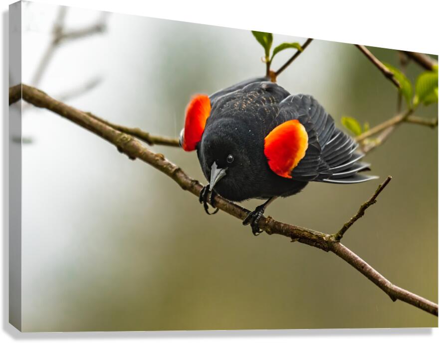Male Red-Winged Blackbird Canvas Print