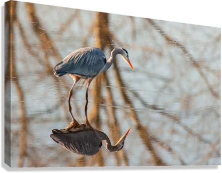 Great Blue Heron Canvas Print
