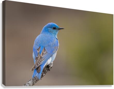 Male Mountain Bluebird Canvas Print