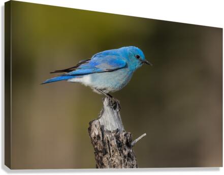 Male Mountain Bluebird Canvas Print