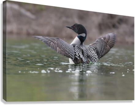Common Loon Canvas Print