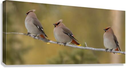 Bohemian Waxwings Canvas Print