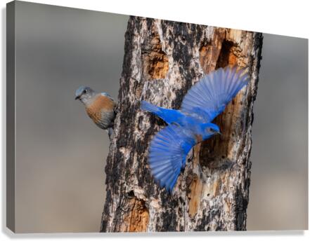 Western Bluebirds Canvas Print