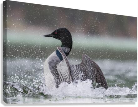 Common Loon Canvas Print