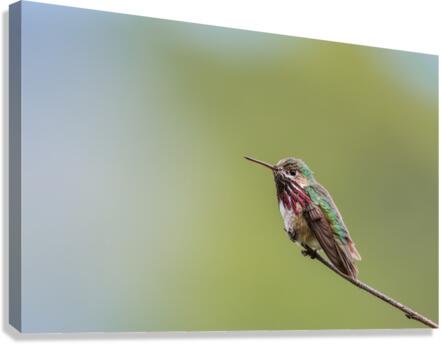 Male Calliope Hummingbird Canvas Print