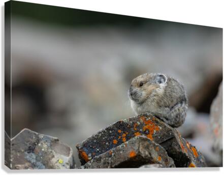 American Pika Canvas Print